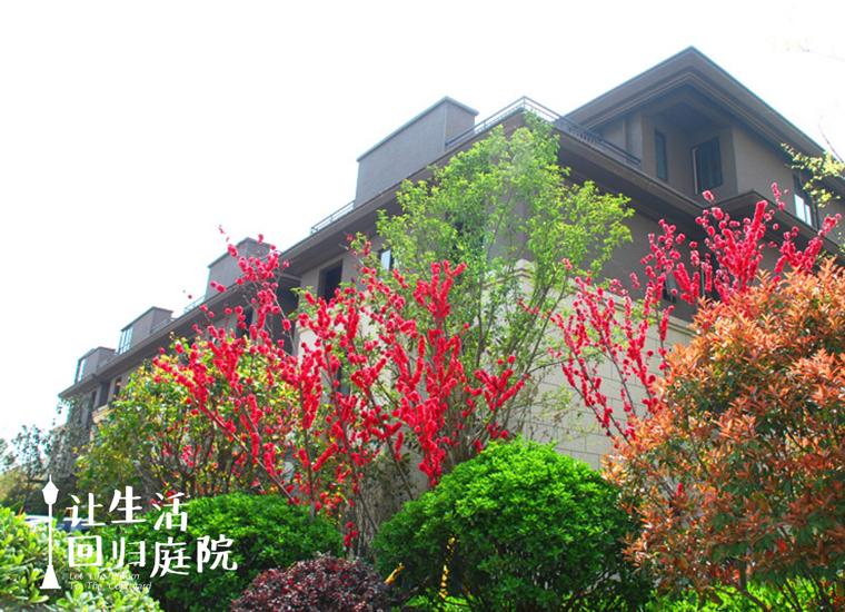 前后观望南阳50年：这样的庭院，很难再有了！